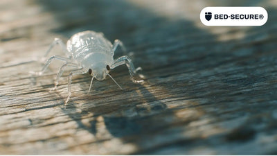 Apparence et cycle de vie des punaises de lit avec photos